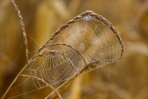 webディレクターに必要なポートフォリオの作り方は？